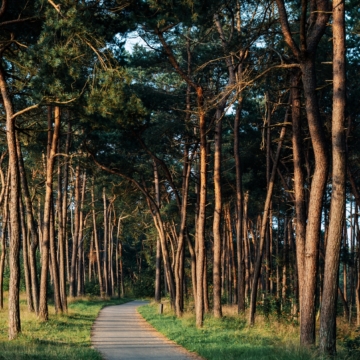 View,Of,The,Path,Through,The,Pine,Forest,At,Sunrise.